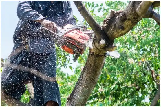 tree services McMillin